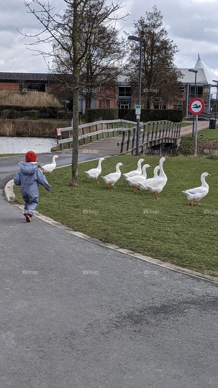 girl with a flog off geese in the city