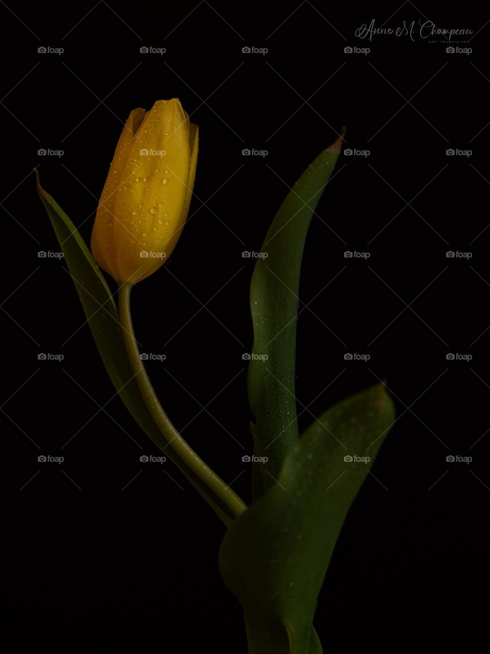 Low key image of a yellow Tulip bulb in a vase