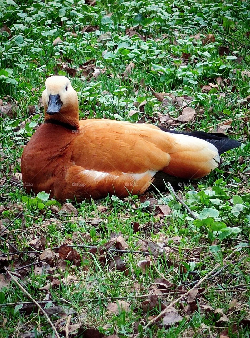 View from the ground.  A duck lies on the lawn and basks in the sun