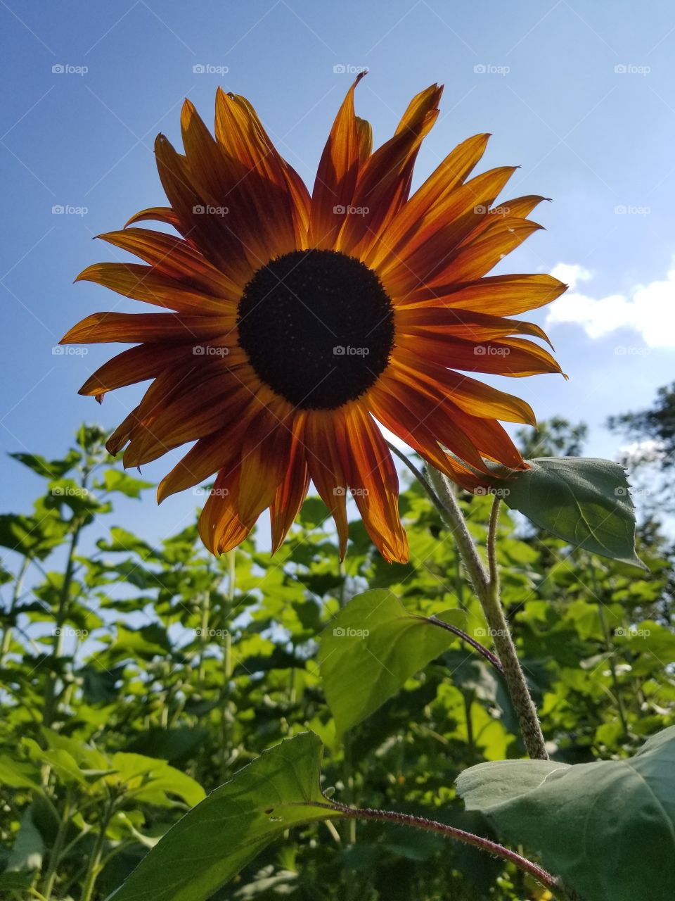 gorgeous sunflower in the summertime