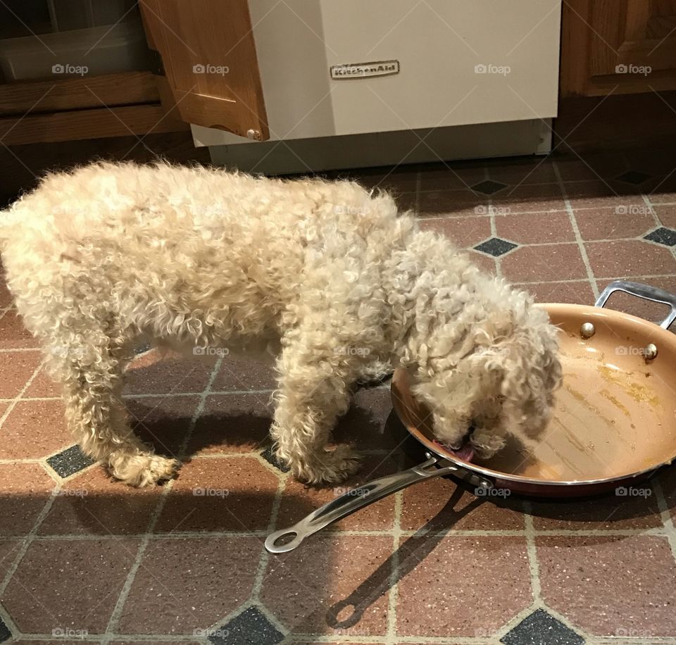 Dog licking frying pan as a treat.