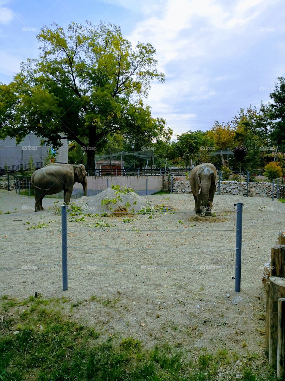 Skopje Zoo. The elephants Dunja and Daela.