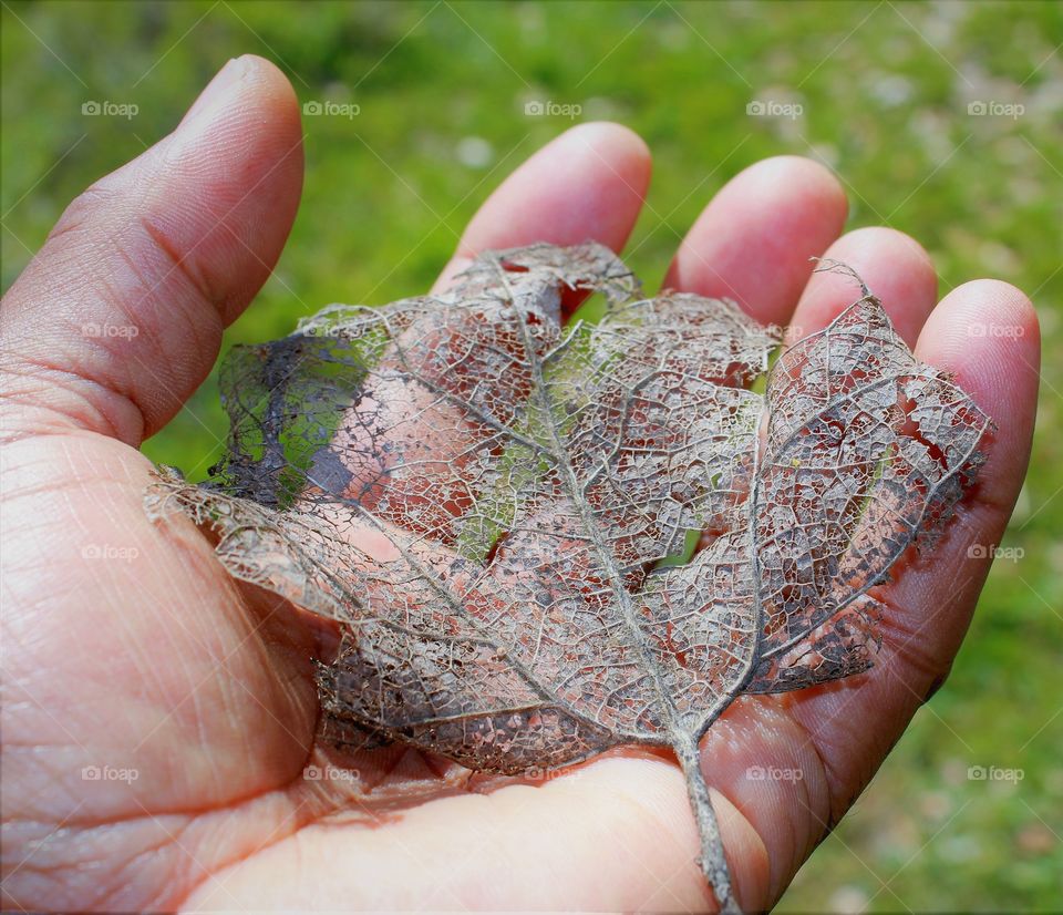 faded nature leaf in hand of a person before it crumbles away