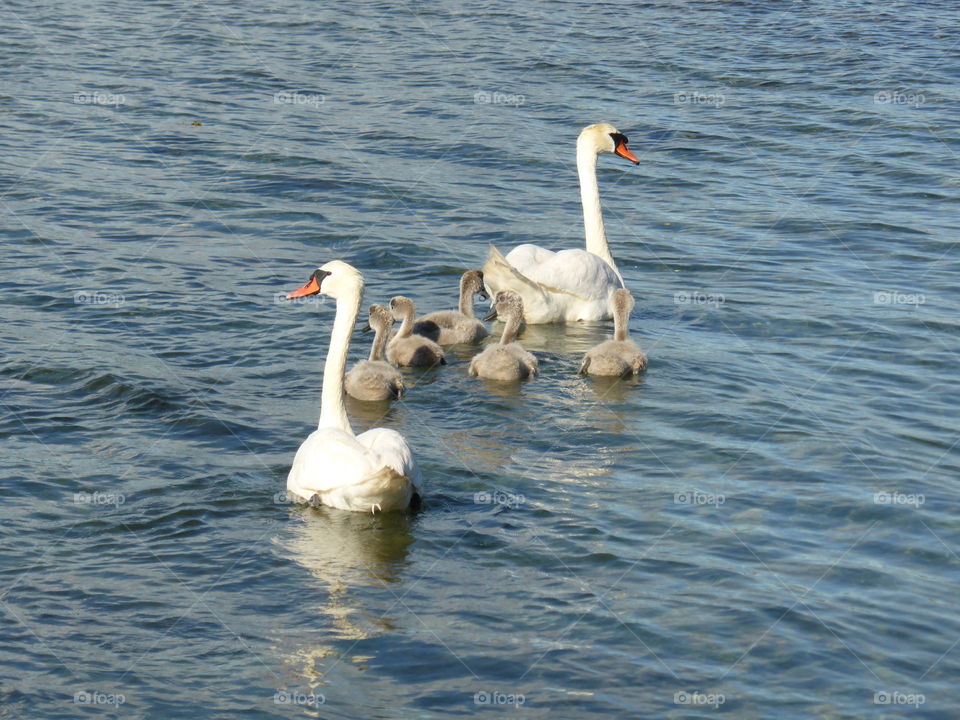 Swan family