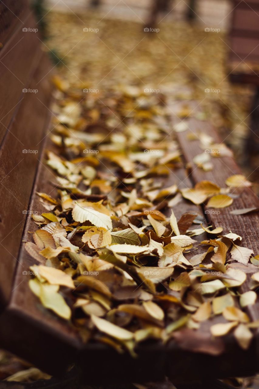 banco com folhas do autono