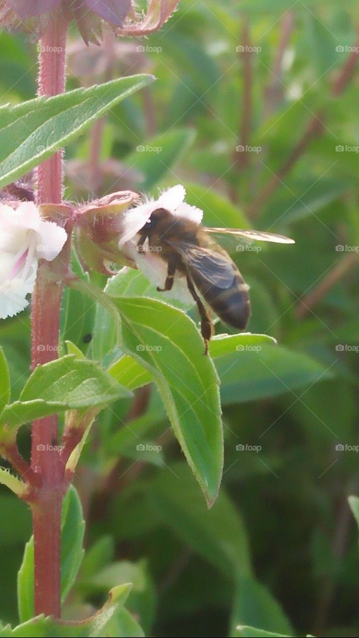  A bee absorbs the nectar of flowers.