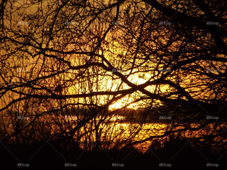 Sunset Behind Branches