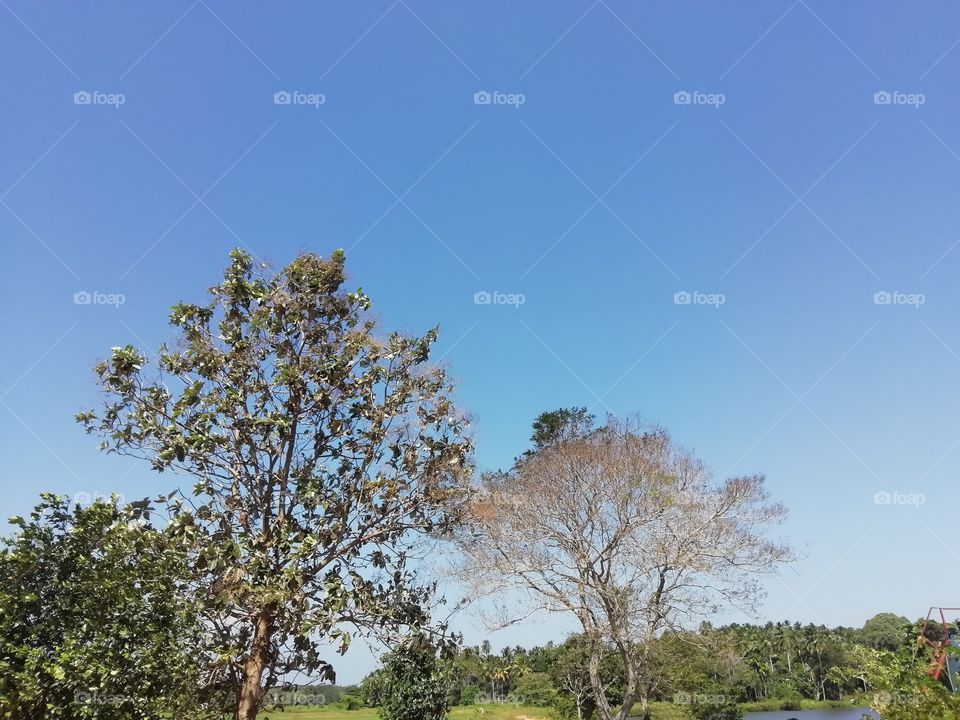 Trees in different stastus