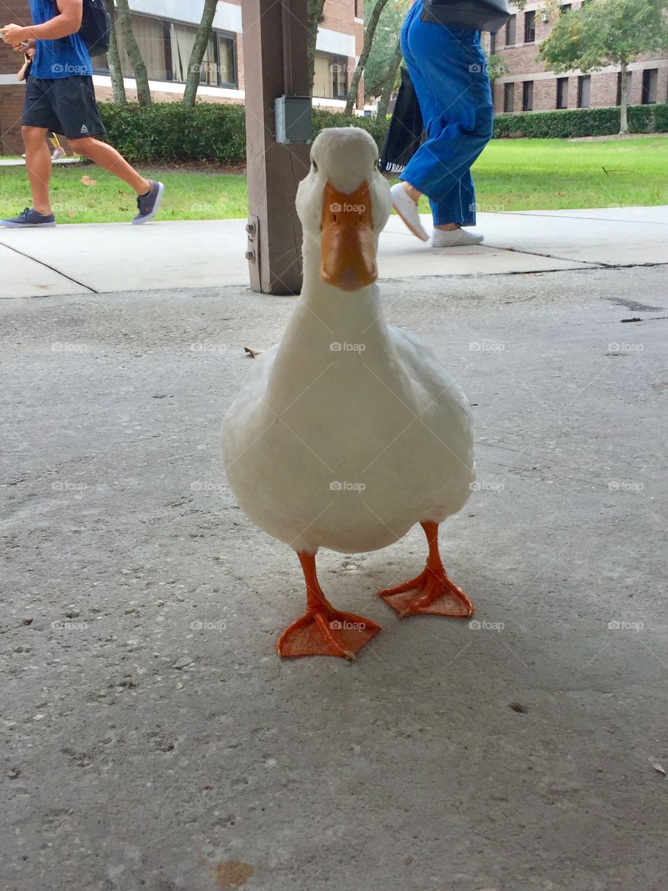 Meet Howard the duck. He’s a real ladies man! Well, he still loves everyone tho, especially if you feed him some nice vegetables!