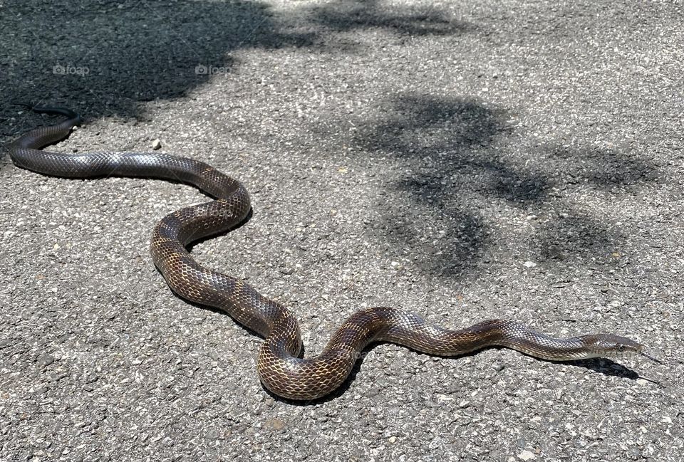 Black snake crossing a country road 