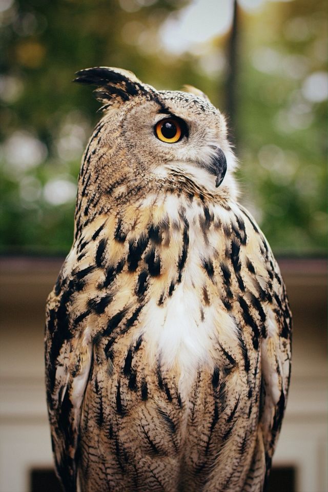 raptor