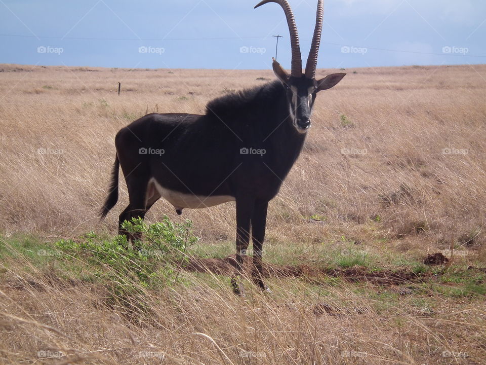 Mammal, Wildlife, Antelope, No Person, Safari