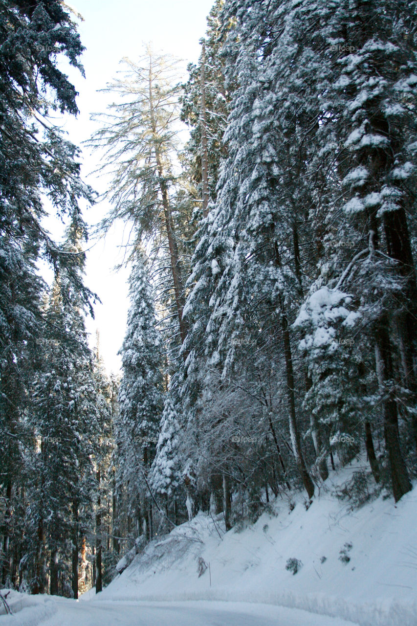 Sequoia National Park. Winter 