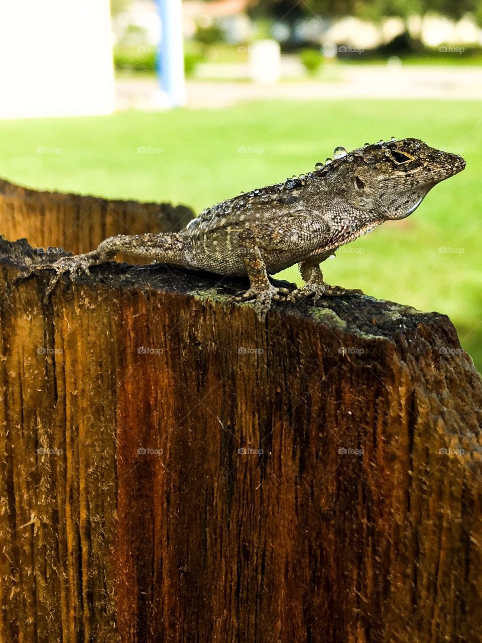 Wet lizard in South Florida.