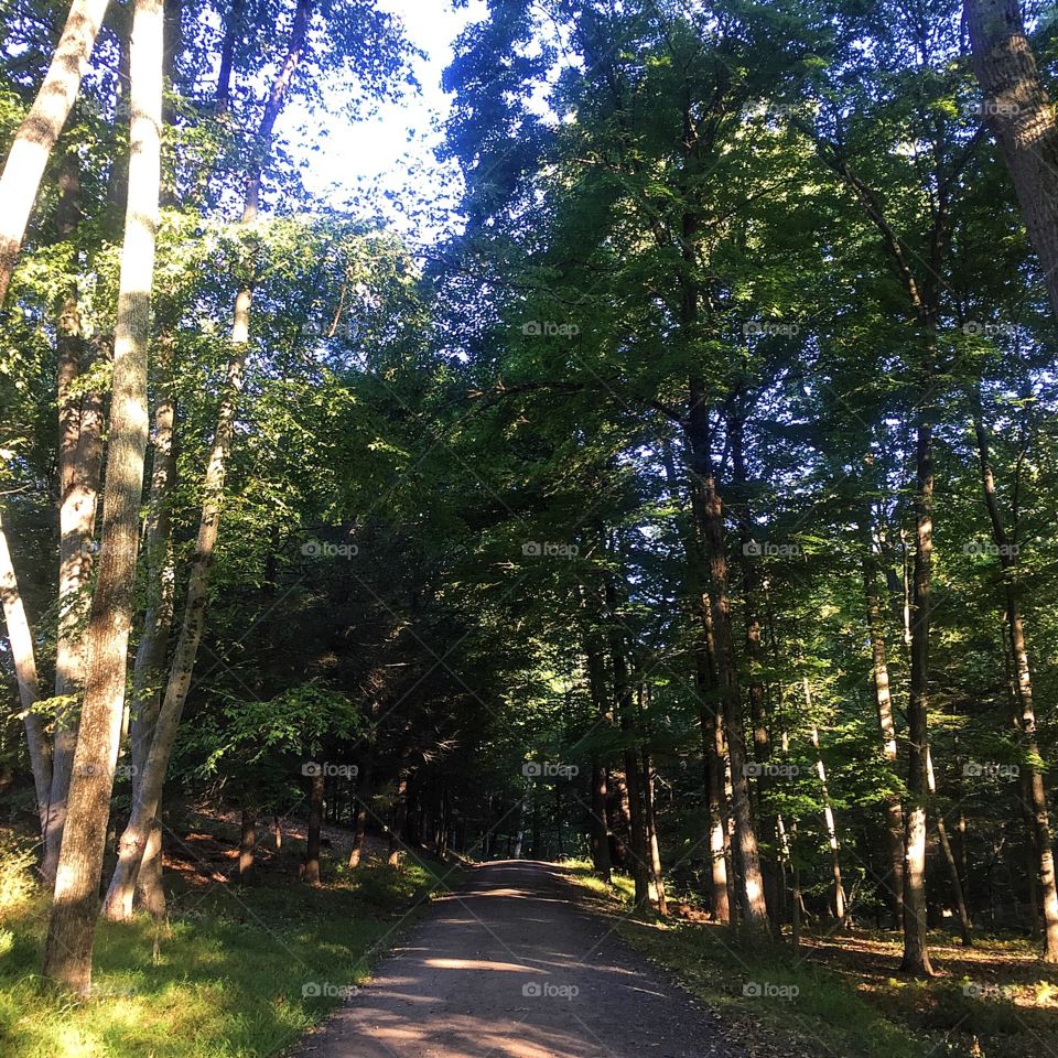 Back into the woods this morning for a long run and brain reset 