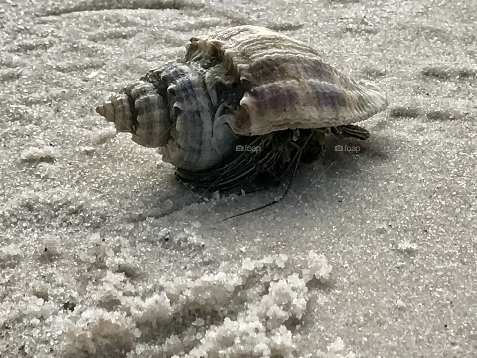 Hermit crab Canaveral National Seashore Florida Wildlife 