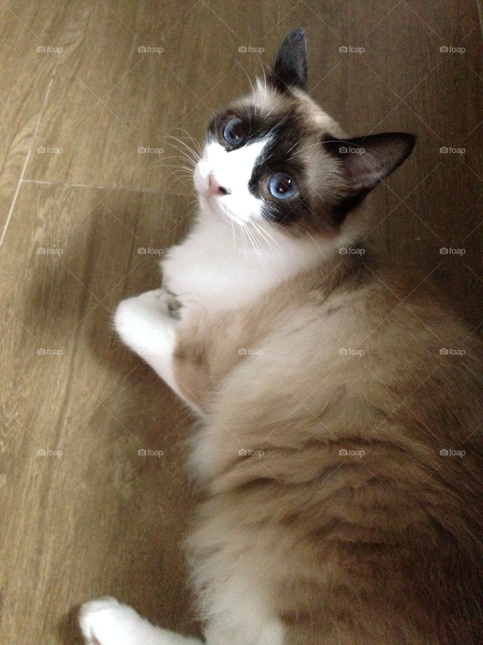 Lindo gato de olhos azuis 