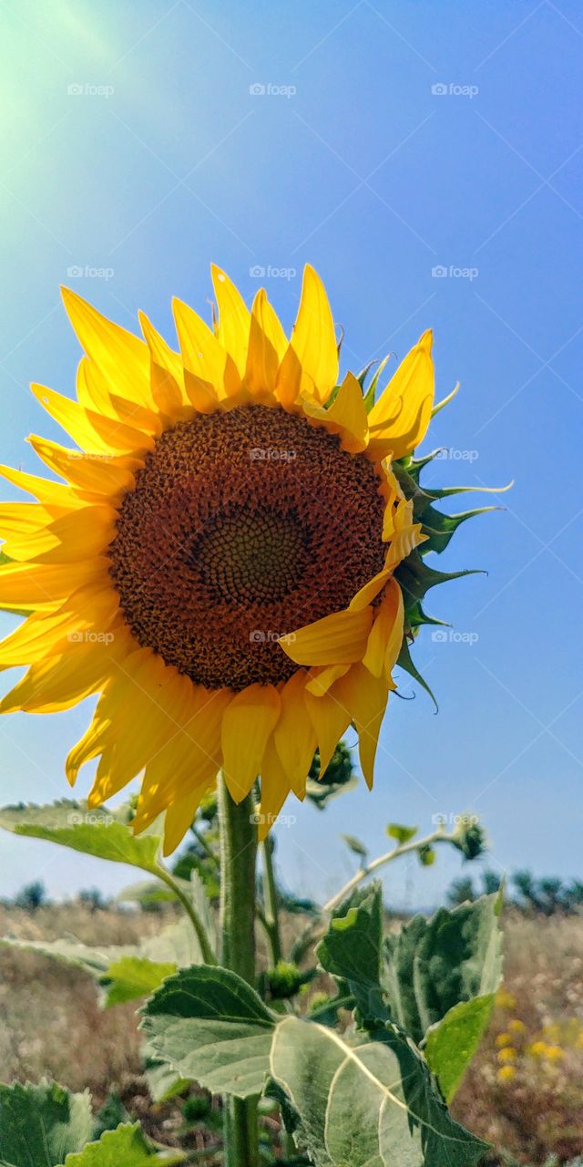 Sunflower