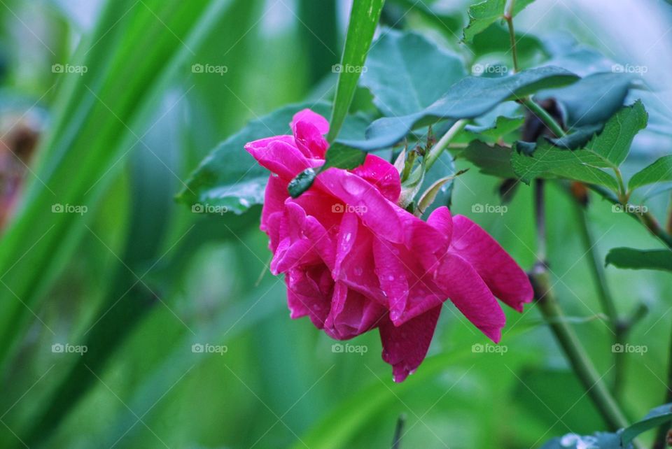 mawar merah yang sangat indah Di ladang