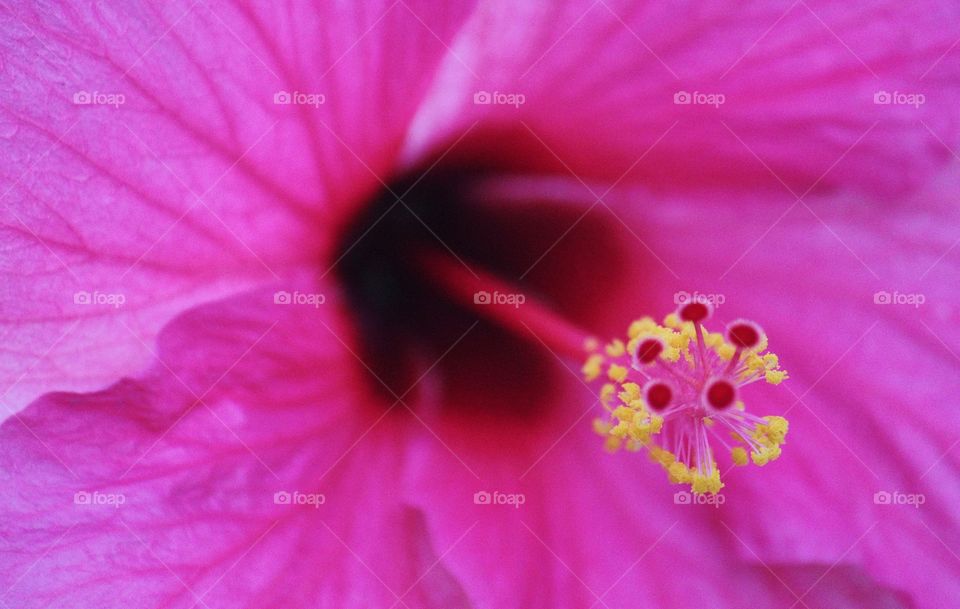 Tropical hibiscus flower