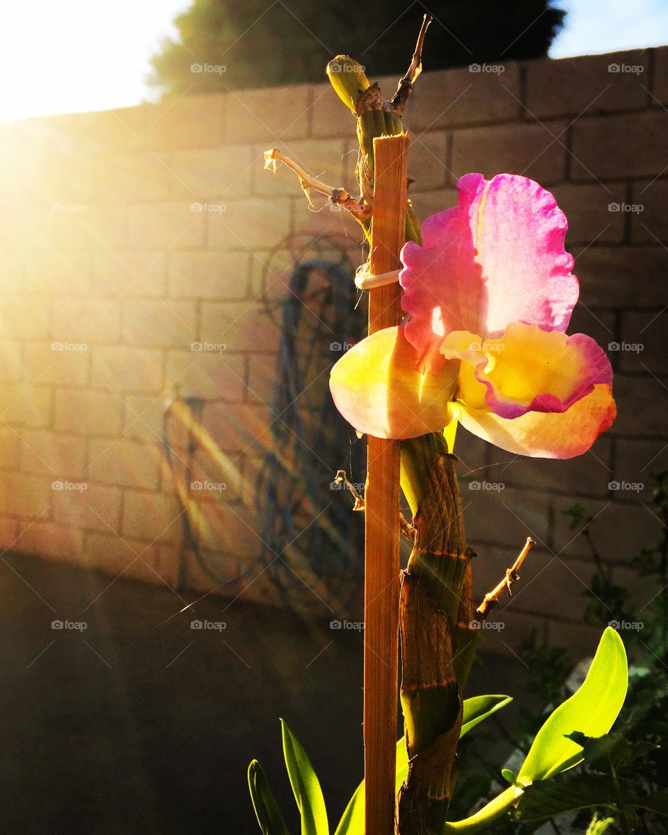 Curtindo a beleza das #flores, iluminadas pelo #sol da manhã.‬
‪🏁🌺‬
‪#flowers‬