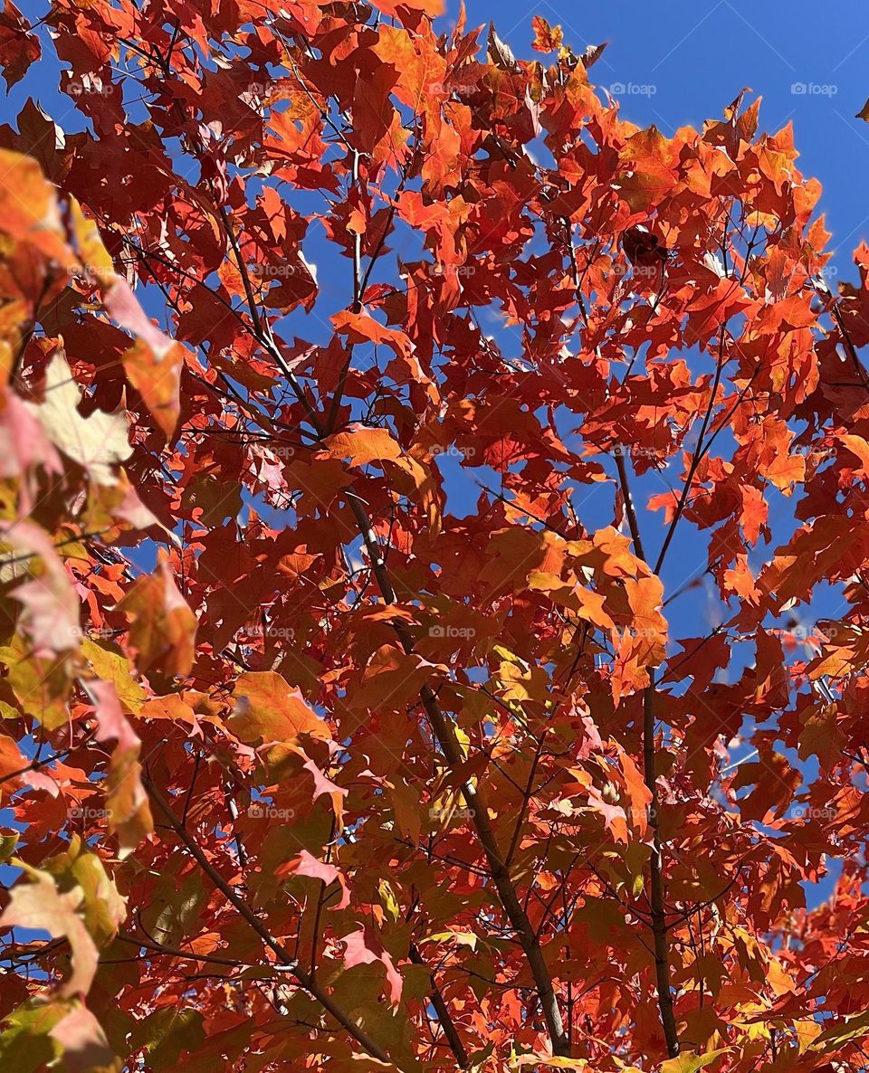 Autumn Leaves and Sky