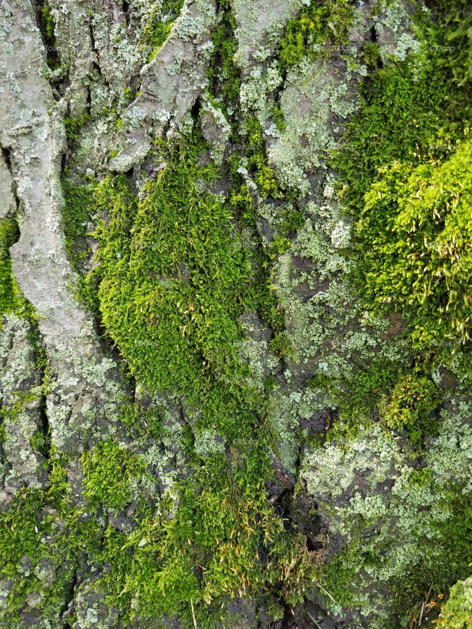 Moss and Lichen