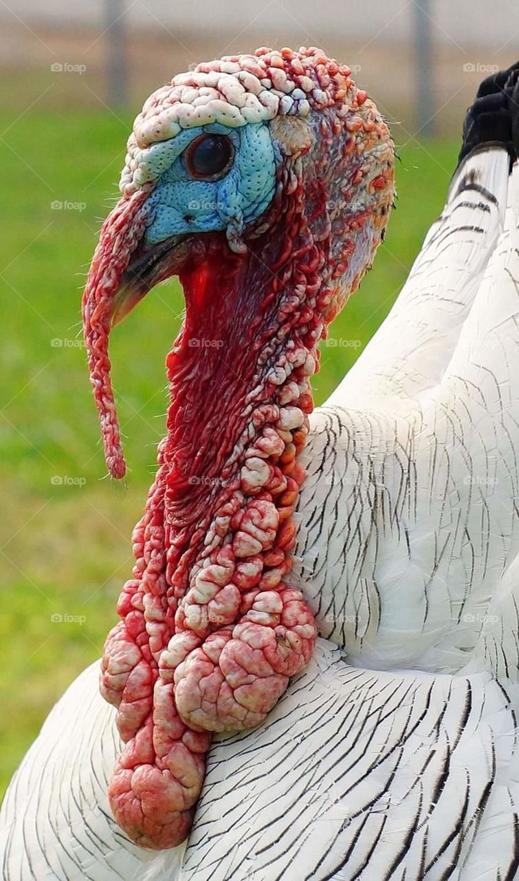 Turkey, gobble-gobble.