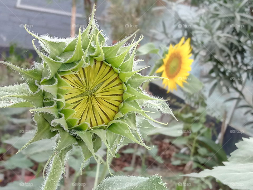 Bud with Flower background, Sunflower.