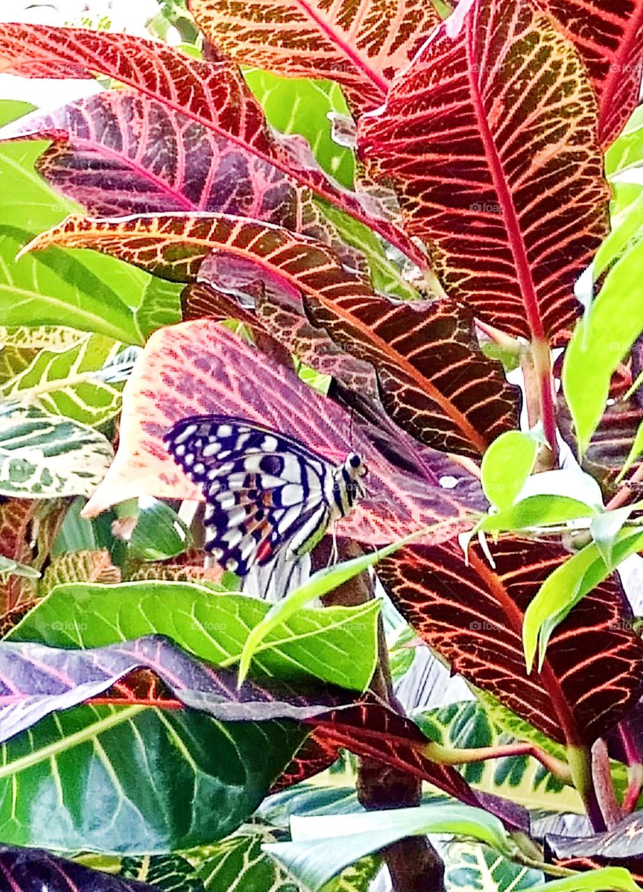 A lovely butterfly landed in San Francisco flora!