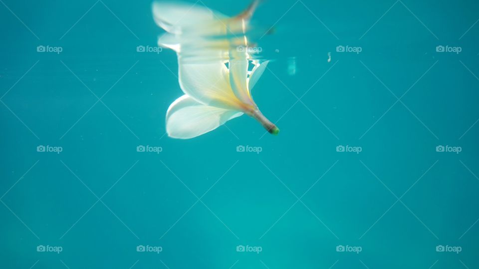 Plumeria underwater relaxing