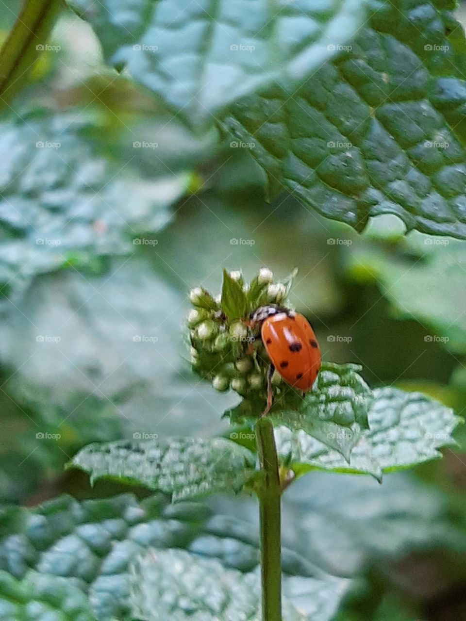 Ladybug is a cute and amazing insect.