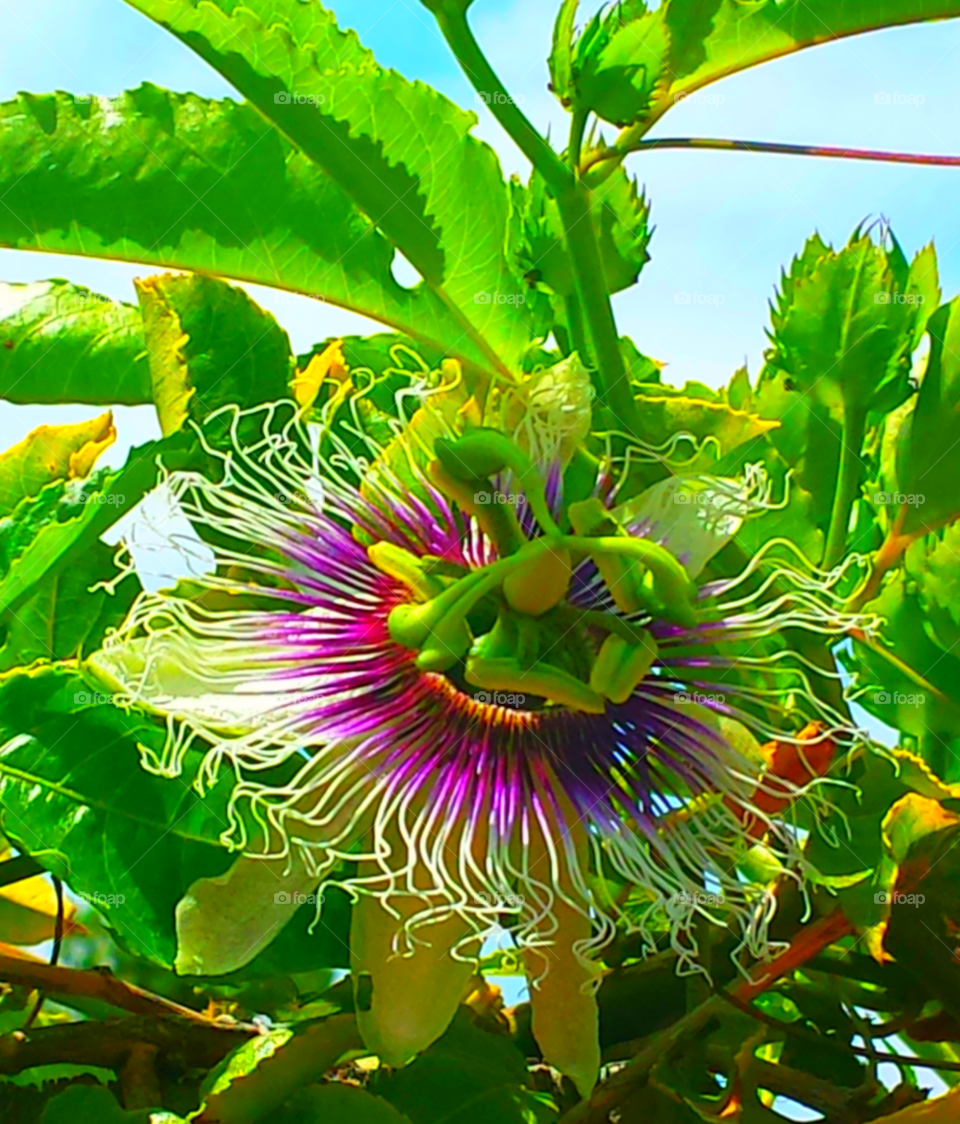 Passion Flower in Garden