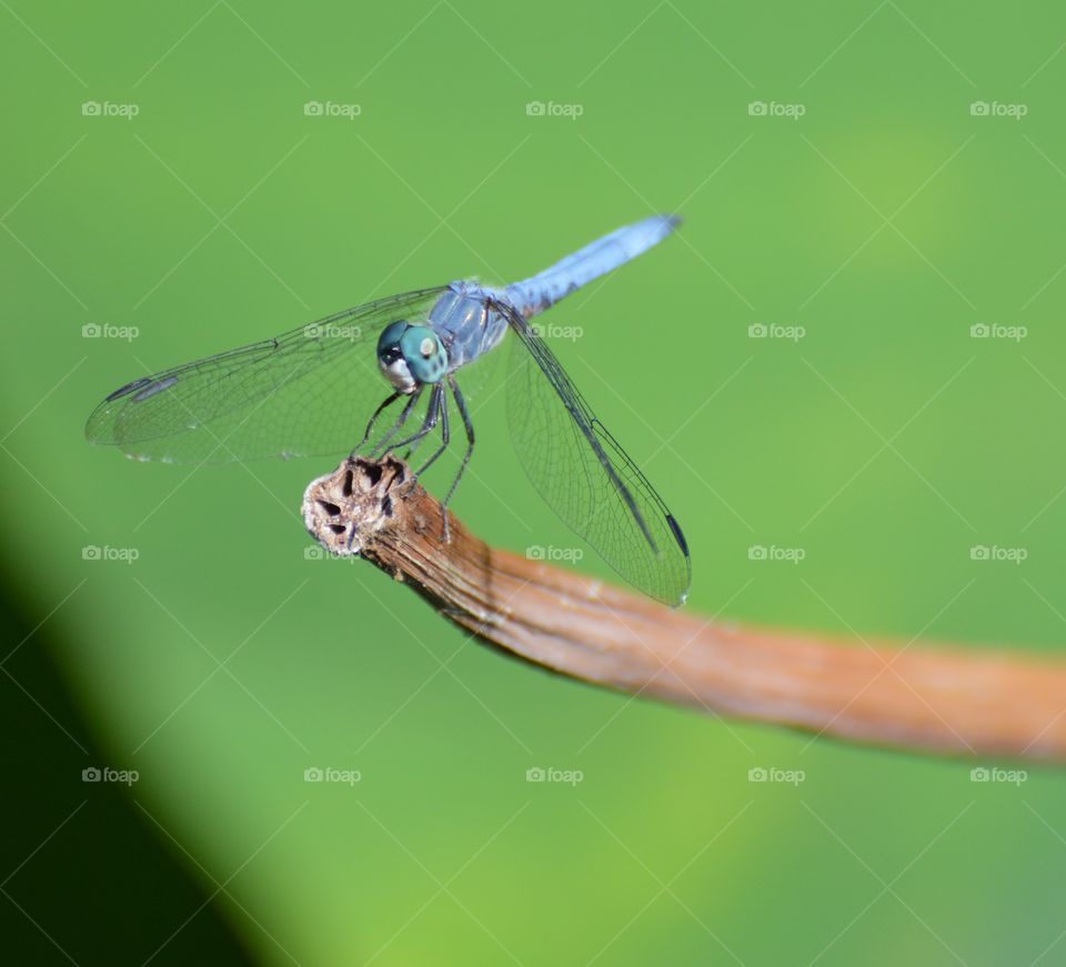blue dragonfly resting on a twig with a green background