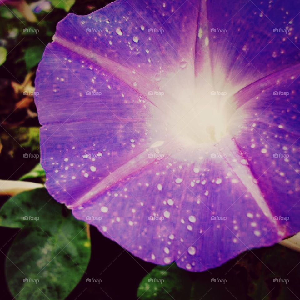 Purple island flower