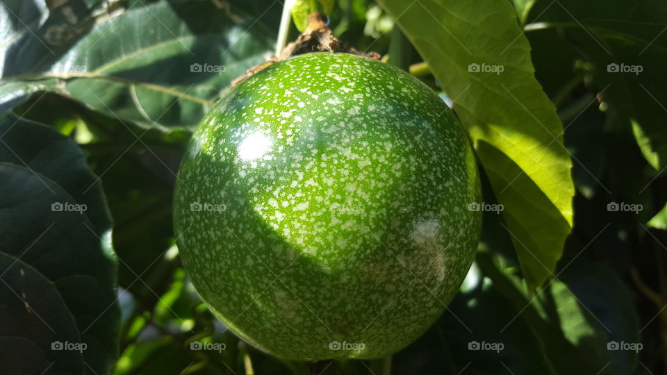 Passion Fruit (Maracujá)
