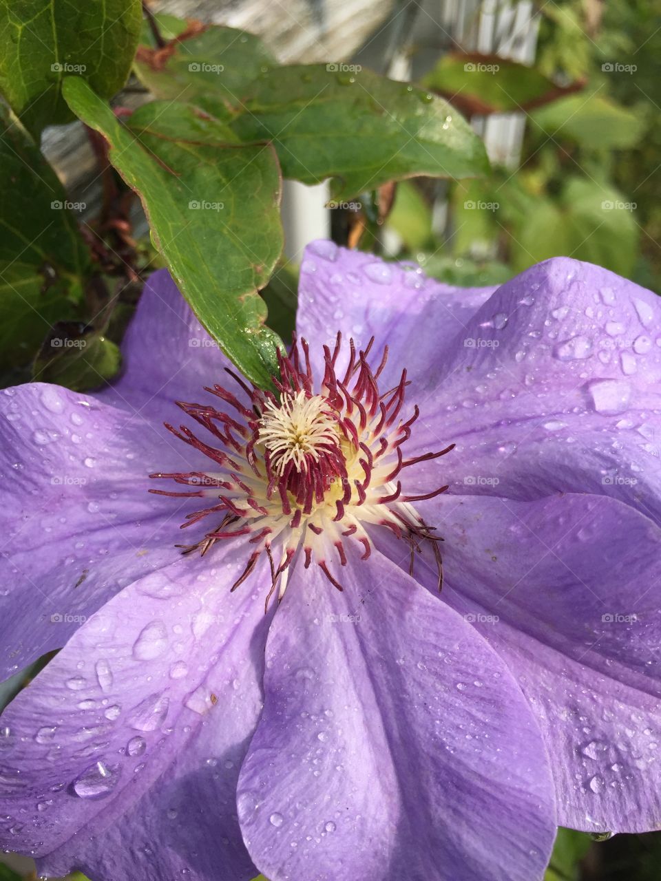 Clematis 