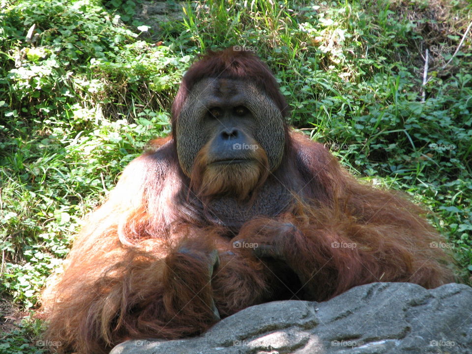Orangutan