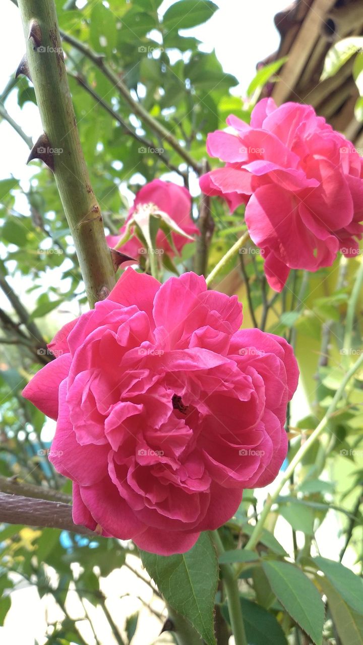 Beautiful roses in bloom