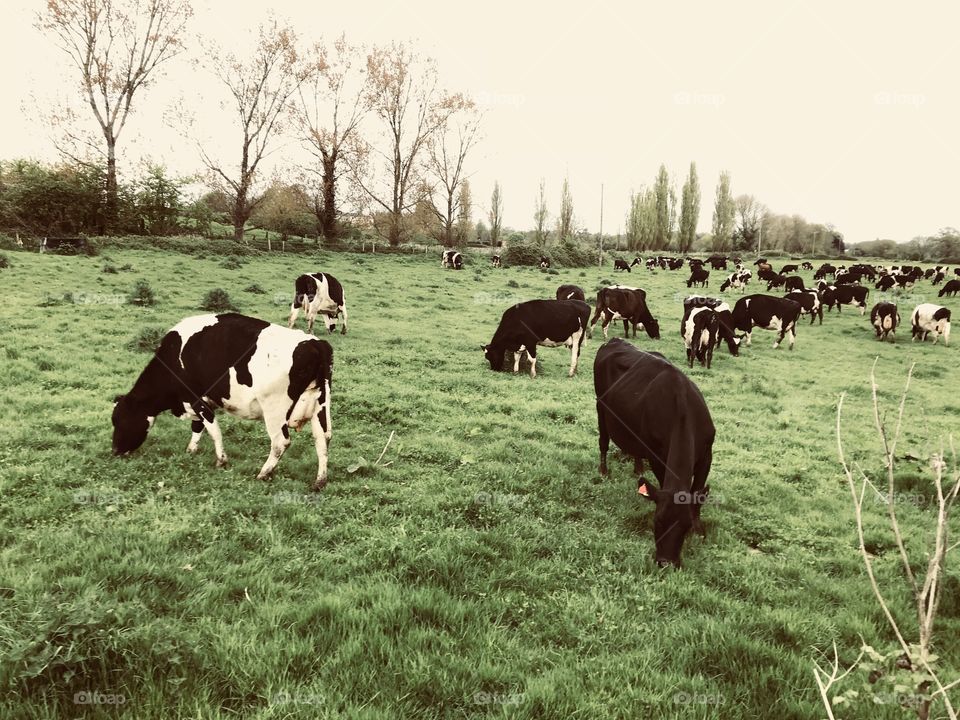 A beautiful herd of cows enjoying the richness of a perfect field of grass for their pleasure.