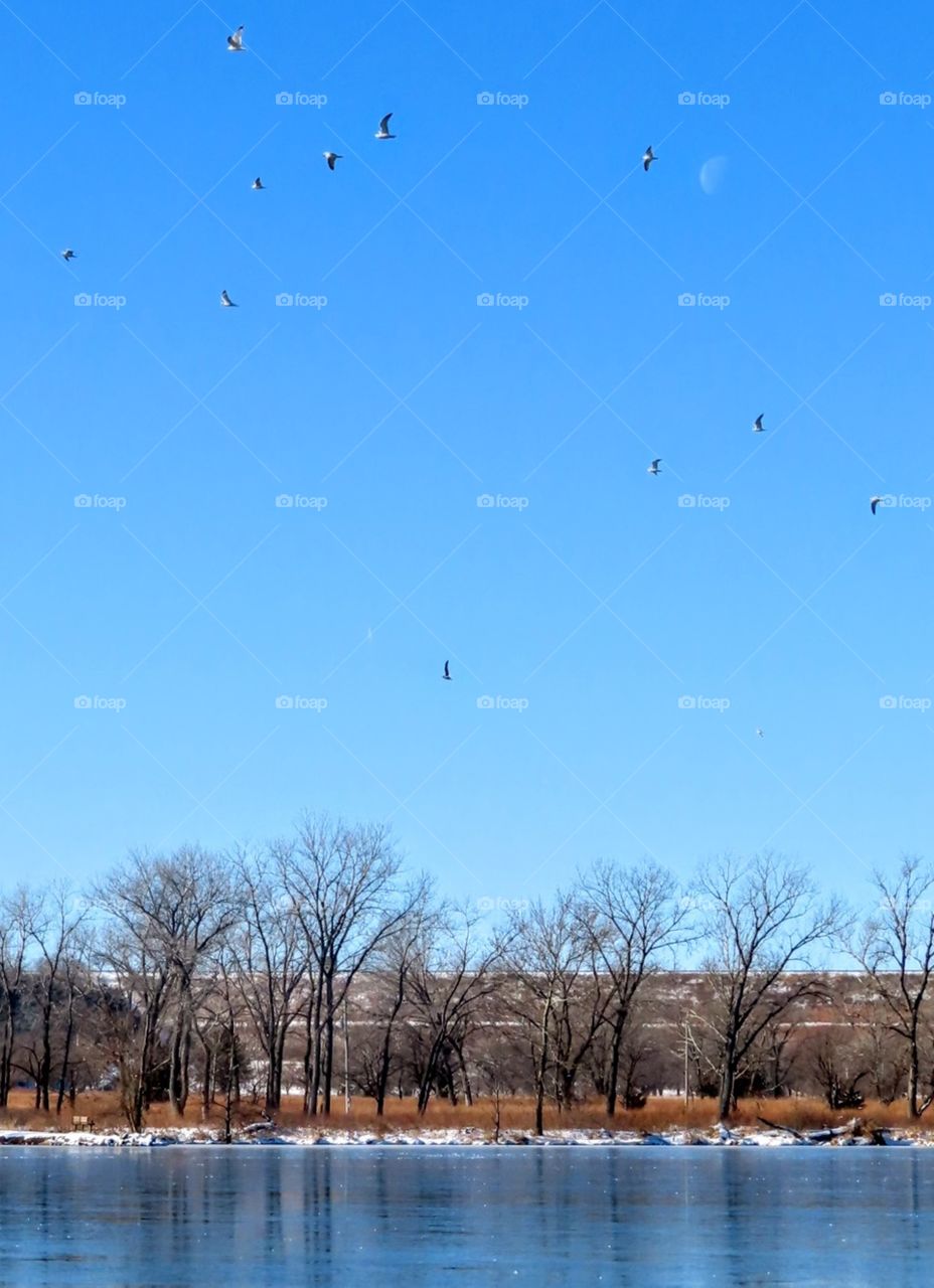 Beautiful frozen lake, daytime moon and seagulls flying. "Catch Me Darling"