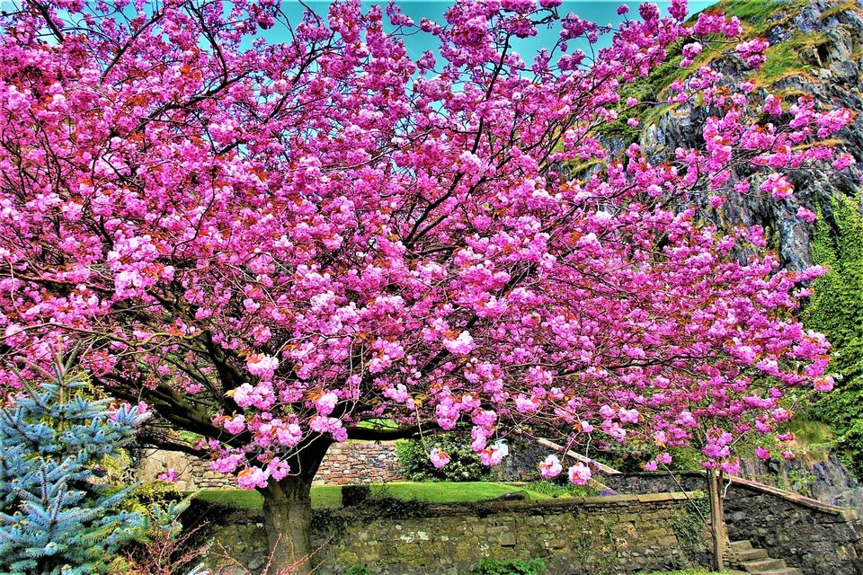 Scotland Flowering Tree