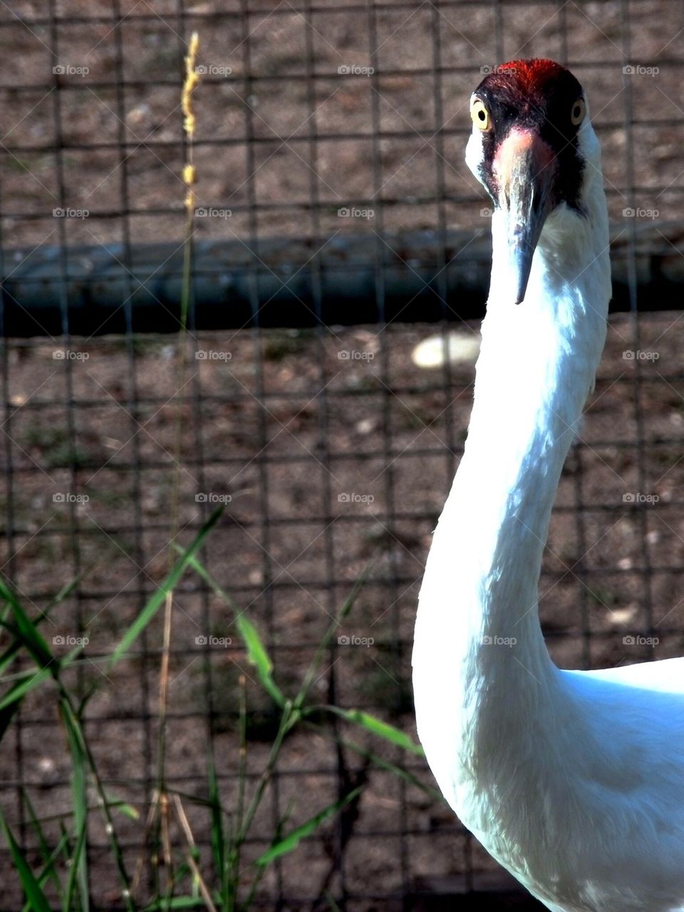 What Are You Looking At?