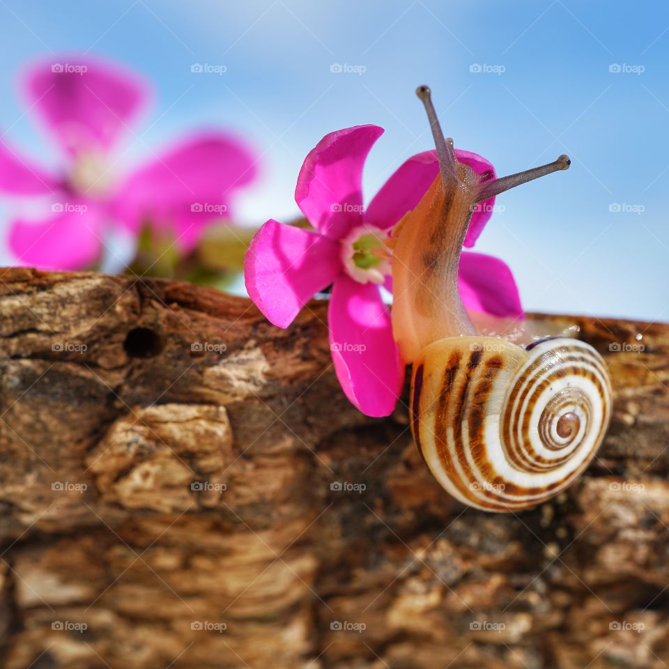 Snail 