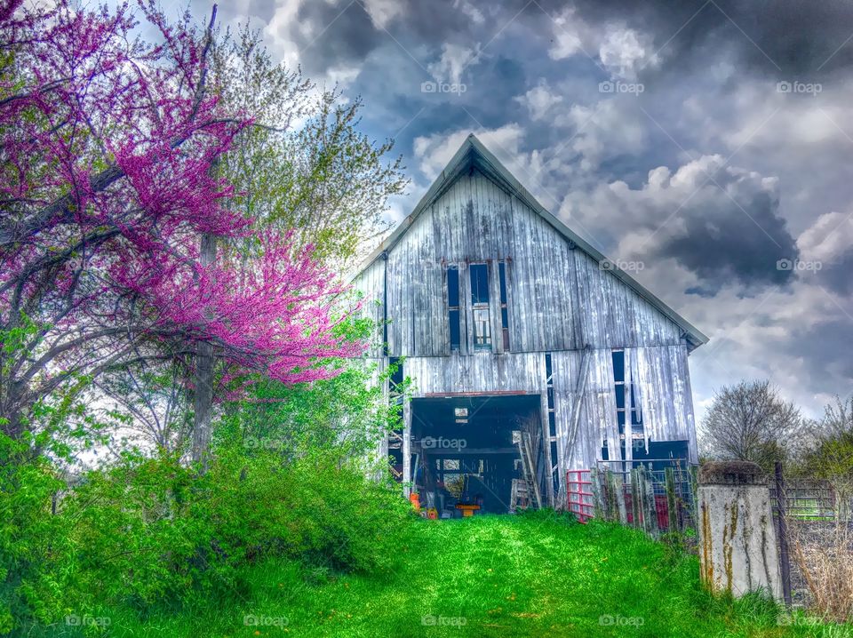 Old barn in spring. 