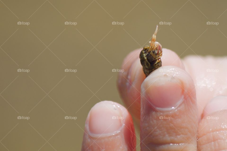 Boy holding a tiny hermit crab 