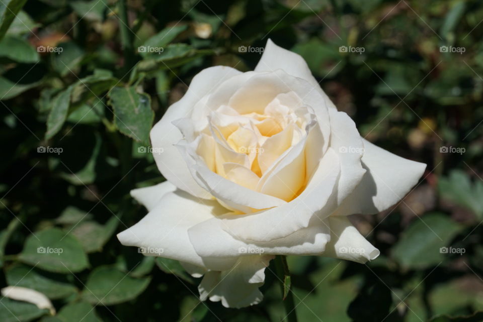 Single blooming white rose