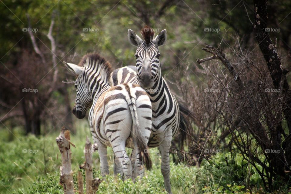 zebra friends. dinokeng. South Africa.