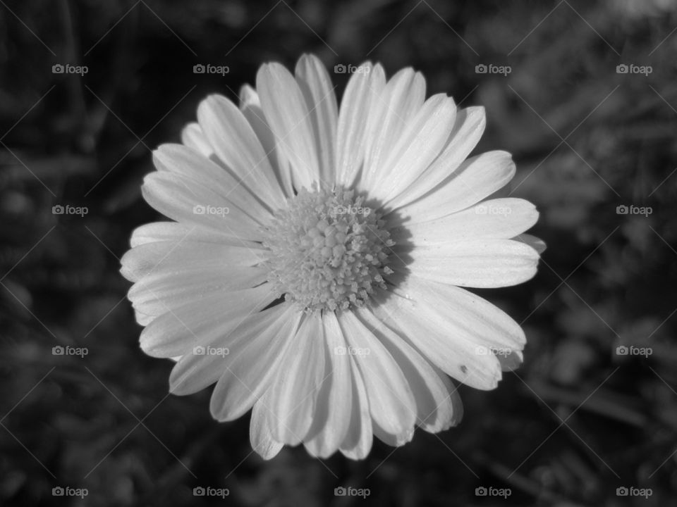 nature flower macro white by bubu