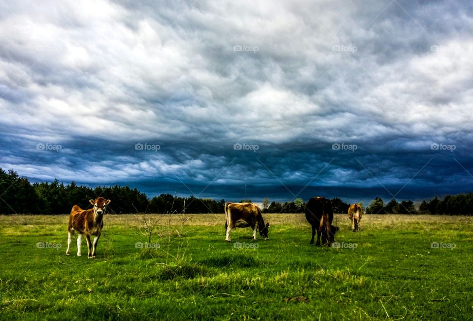 Early Spring in Texas